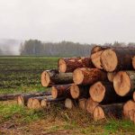 On a plowed field, close-up stacked trunks of cut trees.Autumn and spring fog in the background, slush and mud. Timber cutting.