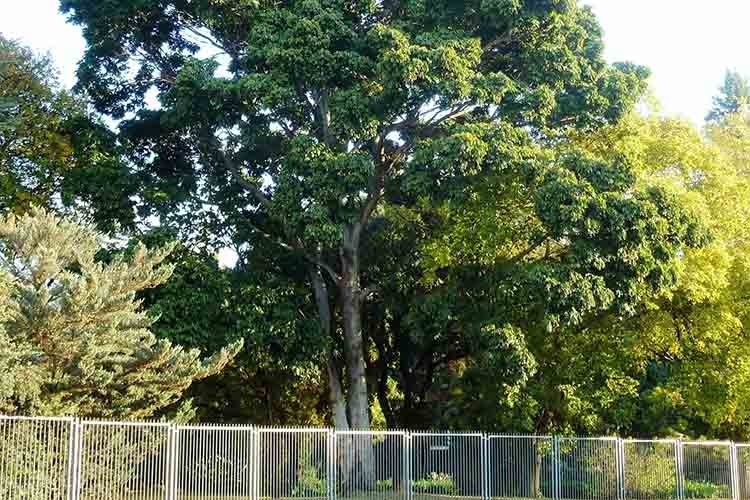 African mahogany (Khaya anthotheca, Grandiflora, ivorensis, & senegalensis)-min
