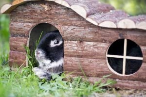 Best Wood for Rabbit Hutches: Choosing the Right Material