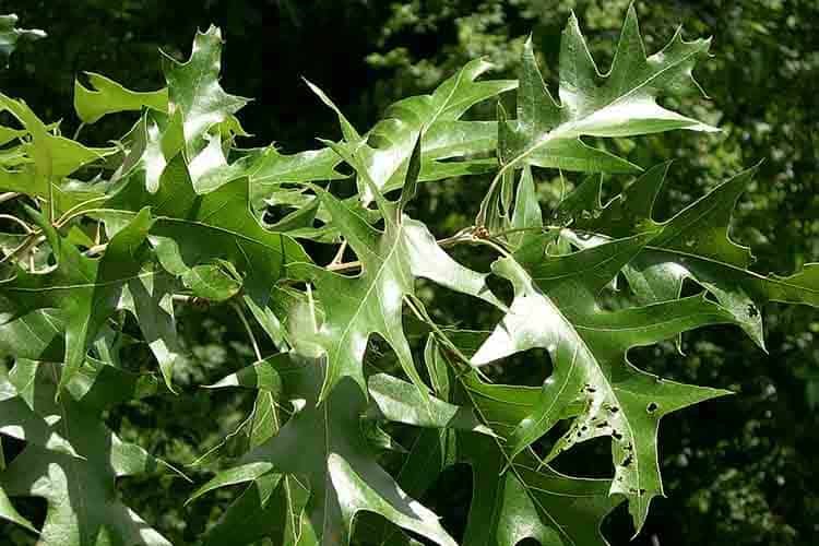 Forest Road - Black Oak (Quercus velutina) leaves