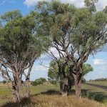 Gidgee trees