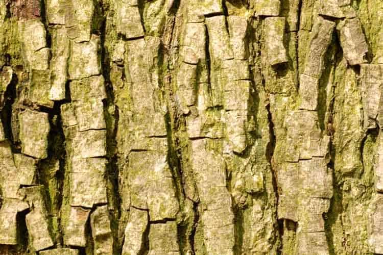 bark from a bitternut hickory or carya cordiformis tree