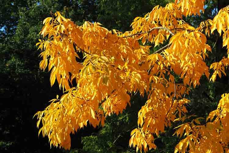 Stunning bright yellow foliage on braches of the shagbark hickory tree, Carya ovata, in autumn