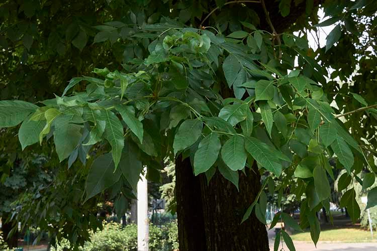 Fraxinus pennsylvanica branch and trunk close up
