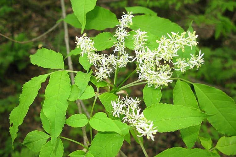 Fraxinus lanuginosa f. serrata, male flowe