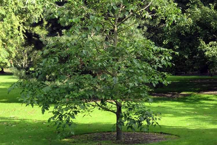 Fraxinus profunda - Pumpkin Ash