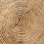 Wooden texture from cut tree trunk of maple tree, closeup. Cross section of a tree trunk. Top view