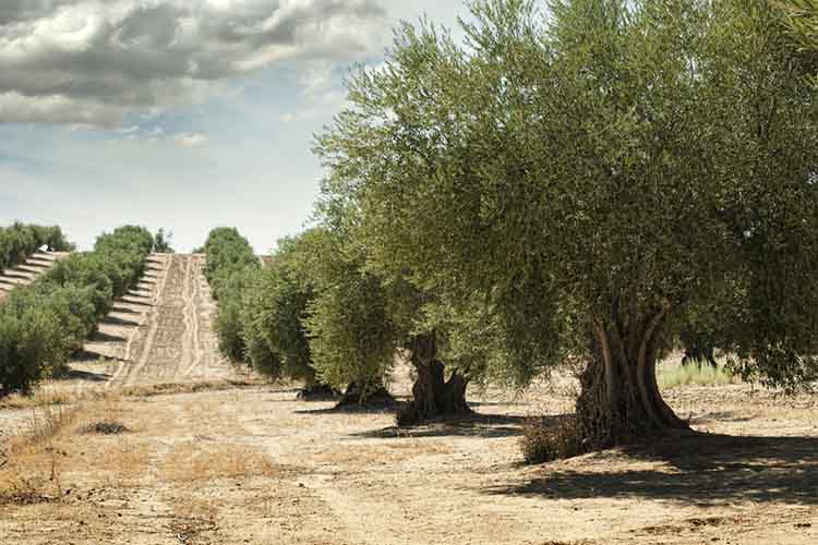 Olive trees Plantation 