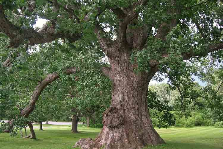 White Oak tree located in West Hartford, Connecticut.