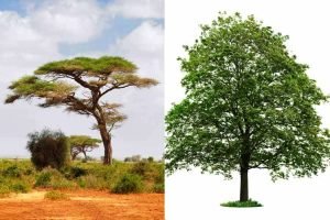 Acacia vs Maple: Which Wood to Choose?