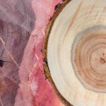 mahogany vs cherry tree